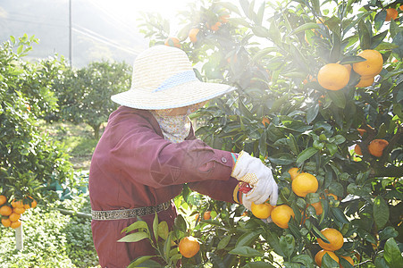 在橘子园里采摘的果农图片