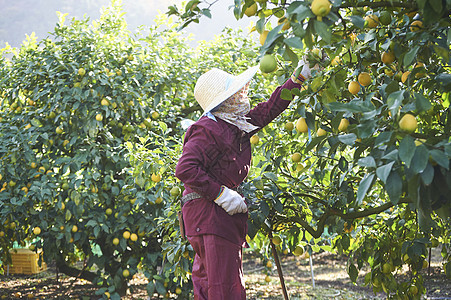 在橘子园里采摘的果农图片