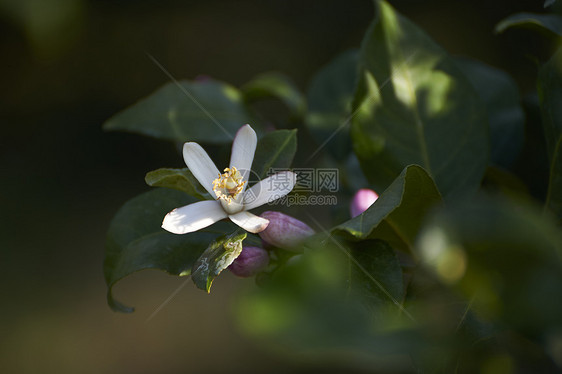 绿色白天可爱柠檬花图片