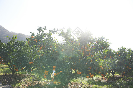 清新橘子果园图片