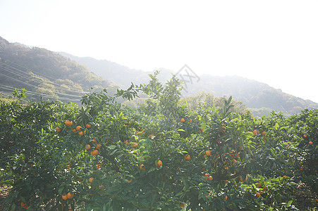 水果种植园图片