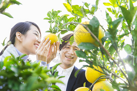 来柚子种植园观光的快乐夫妇图片