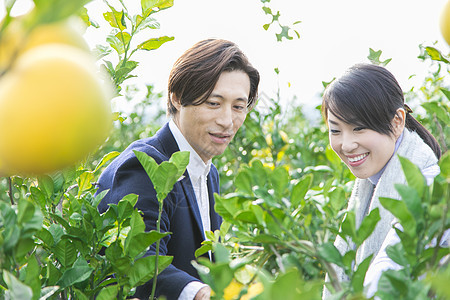 来柚子种植园观光的快乐夫妇图片