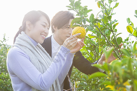 来柚子种植园观光的快乐夫妇图片