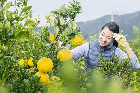 来柚子种植园观光的快乐夫妇图片