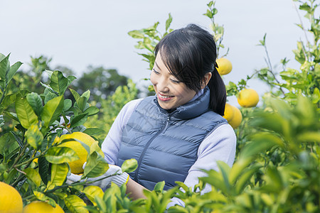 女青年采摘柚子图片