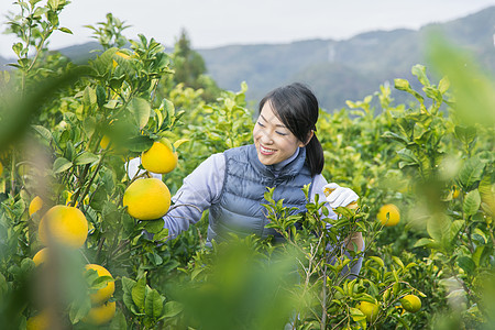 女青年采摘柚子图片