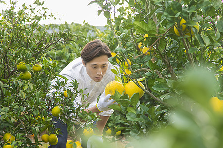 男青年在果园采摘柚子图片素材