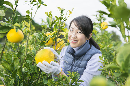 女青年采摘柚子图片