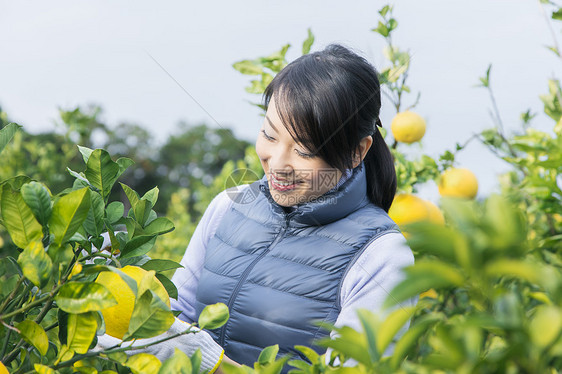 女青年采摘柚子图片