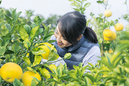 女青年采摘柚子图片