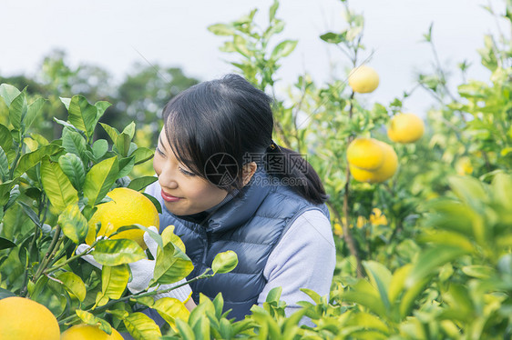 女青年采摘柚子图片