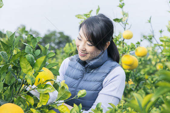 女青年采摘柚子图片