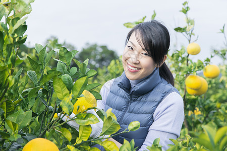 女青年在果园采摘柚子图片