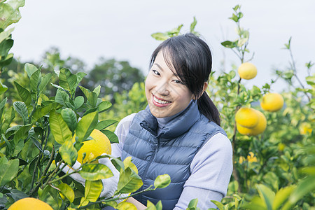 女青年在果园采摘柚子图片