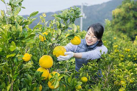 女青年在果园采摘柚子图片