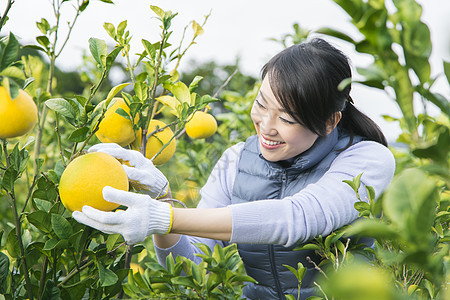 女青年在果园采摘柚子图片