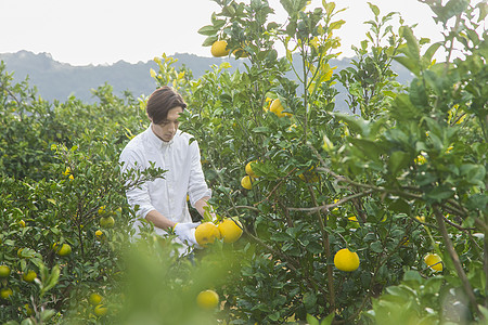 男青年在果园采摘柚子图片素材