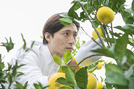 男青年在果园采摘柚子图片素材