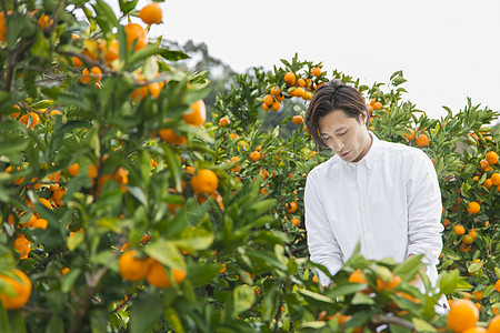 来橙子种植园采摘的男人图片