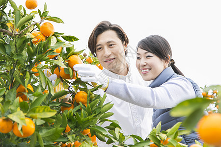 来橙子种植园采摘的情侣图片