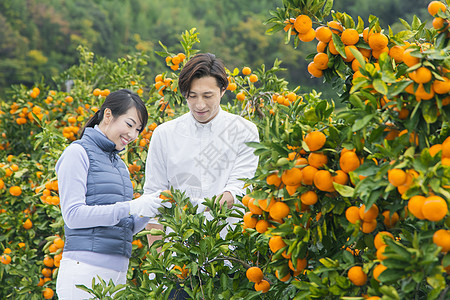 来橙子种植园采摘的情侣图片