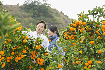 来橙子种植园采摘的情侣图片