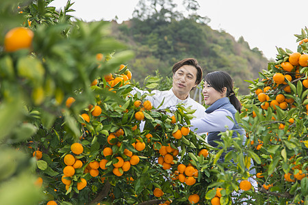 来橙子种植园采摘的情侣图片