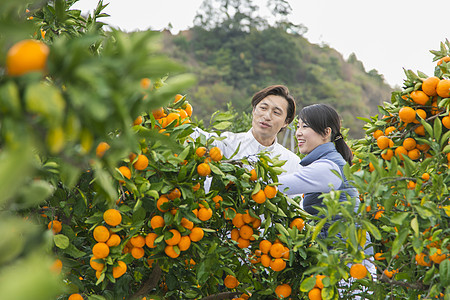 来橙子种植园采摘的情侣图片