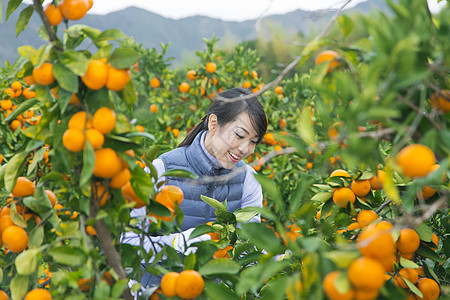 来橙子种植园采摘的女人图片