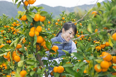 来橙子种植园采摘的女人图片