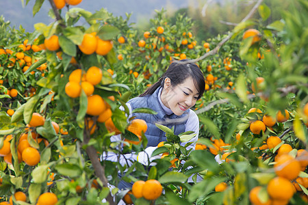 来橙子种植园采摘的女人图片