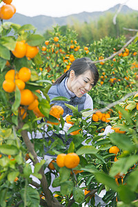 来橙子种植园采摘的女人图片