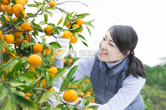 来橙子种植园采摘的女人图片