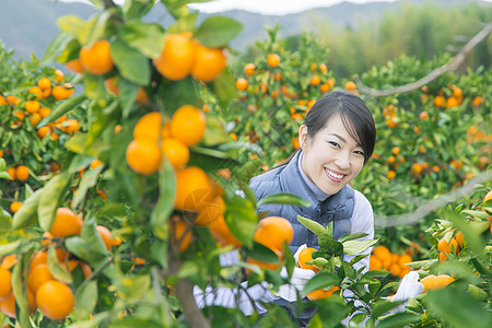 来橙子种植园采摘的女人图片