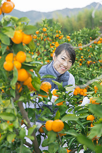 来橙子种植园采摘的女人图片