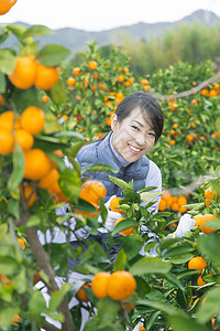 来橙子种植园采摘的女人图片