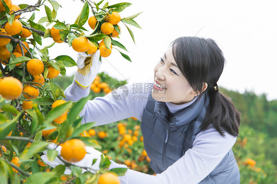 来橙子种植园采摘的女人图片