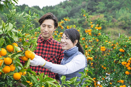 果农夫妻摘橘子图片