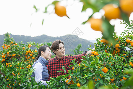 果农夫妻摘橘子图片