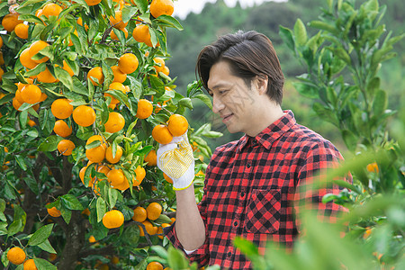果农摘橘子图片