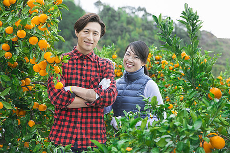 橘子园的果农夫妇图片