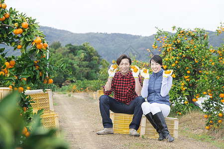 橘子园的果农夫妇手捧橘子图片