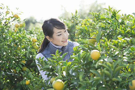 橘园女性果农在查看橘子图片