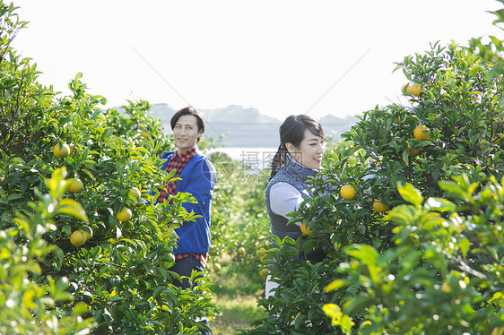 橘园果农夫妇在查看橘子图片