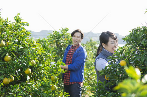 橘园果农夫妇在查看橘子图片