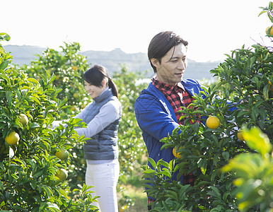 橘园果农夫妇在查看橘子图片