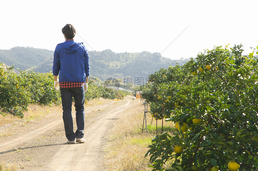 橘园果农背影