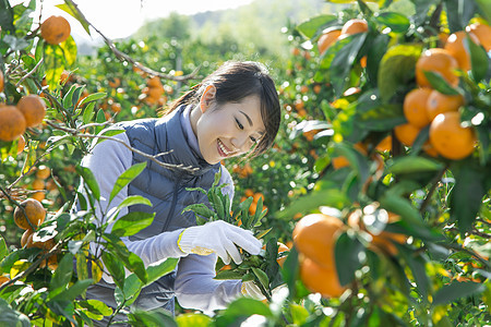 女性果农在查看橘树生长图片
