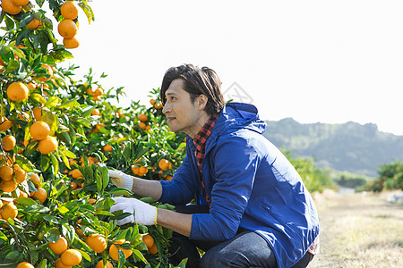 在柑橘果园采摘柑橘的男人图片